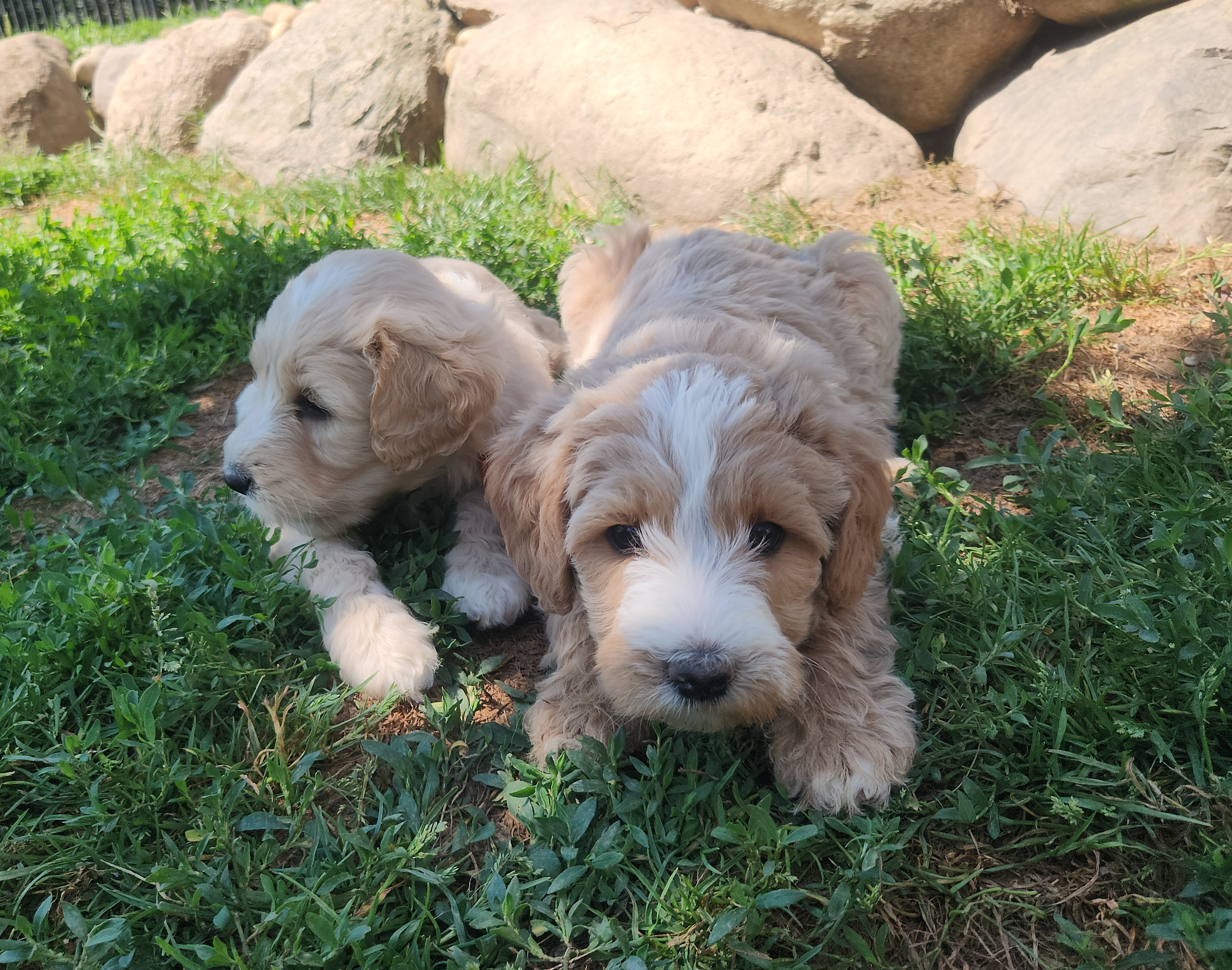 labradoodle