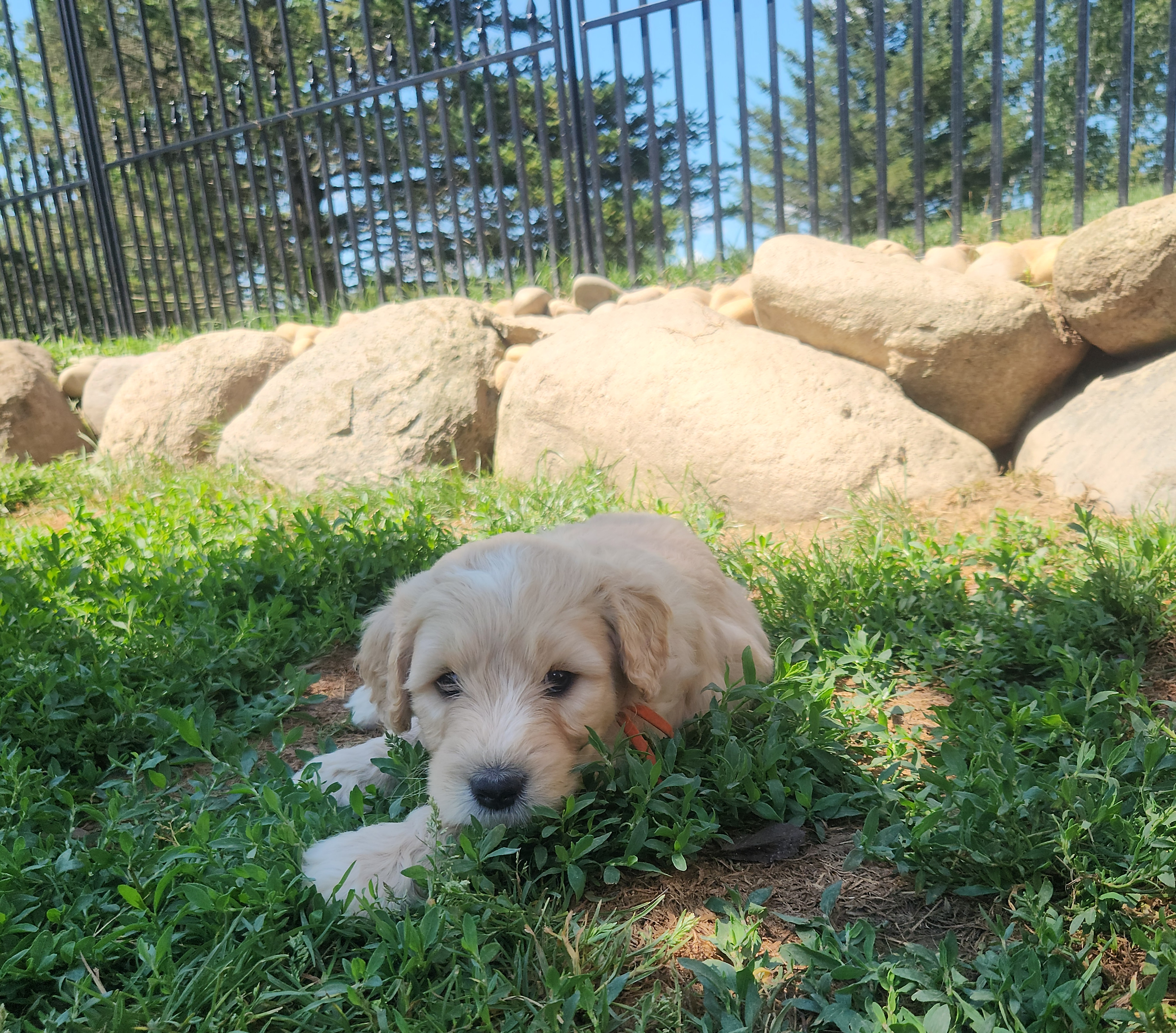 labradoodle