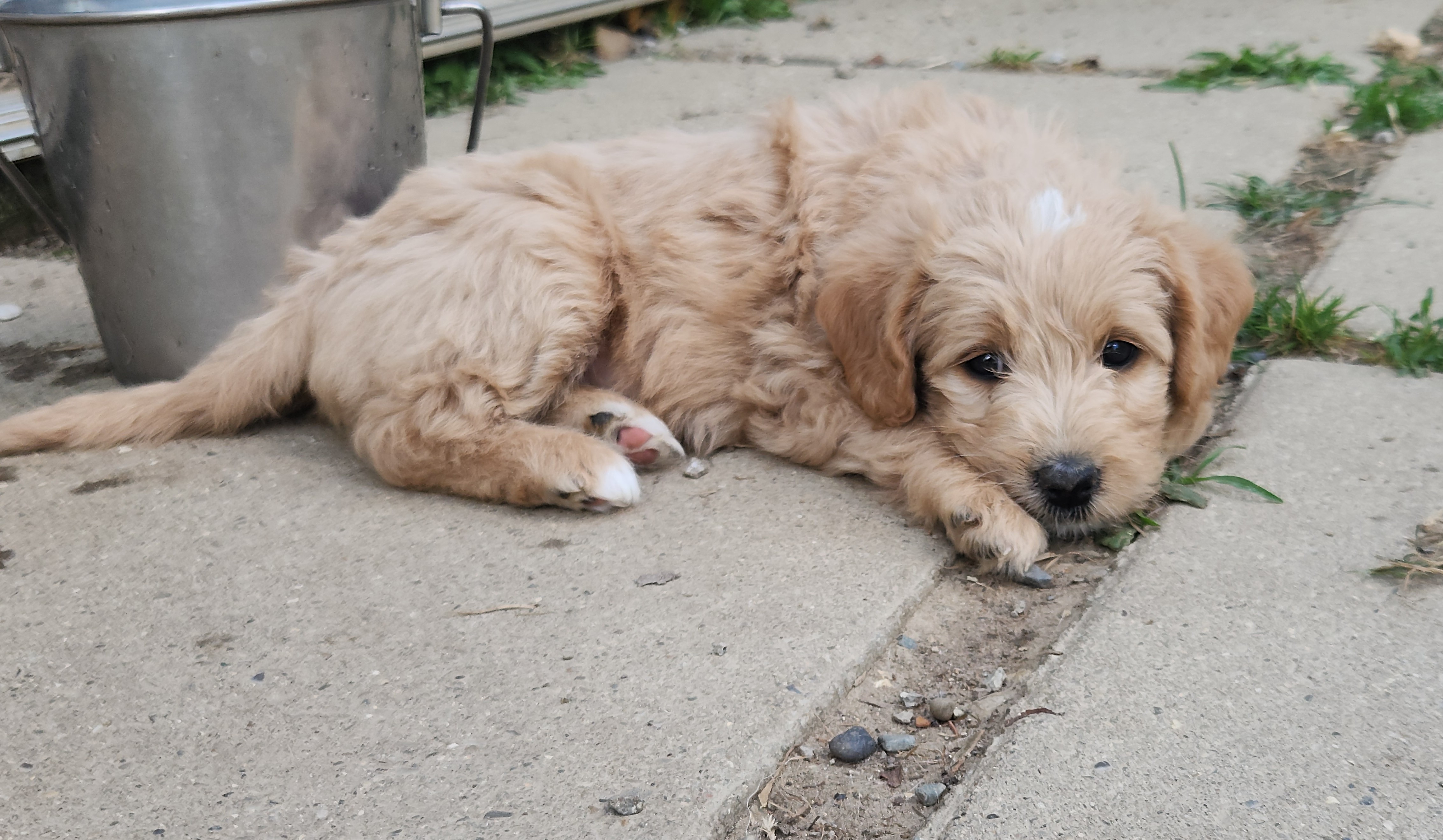 labradoodle