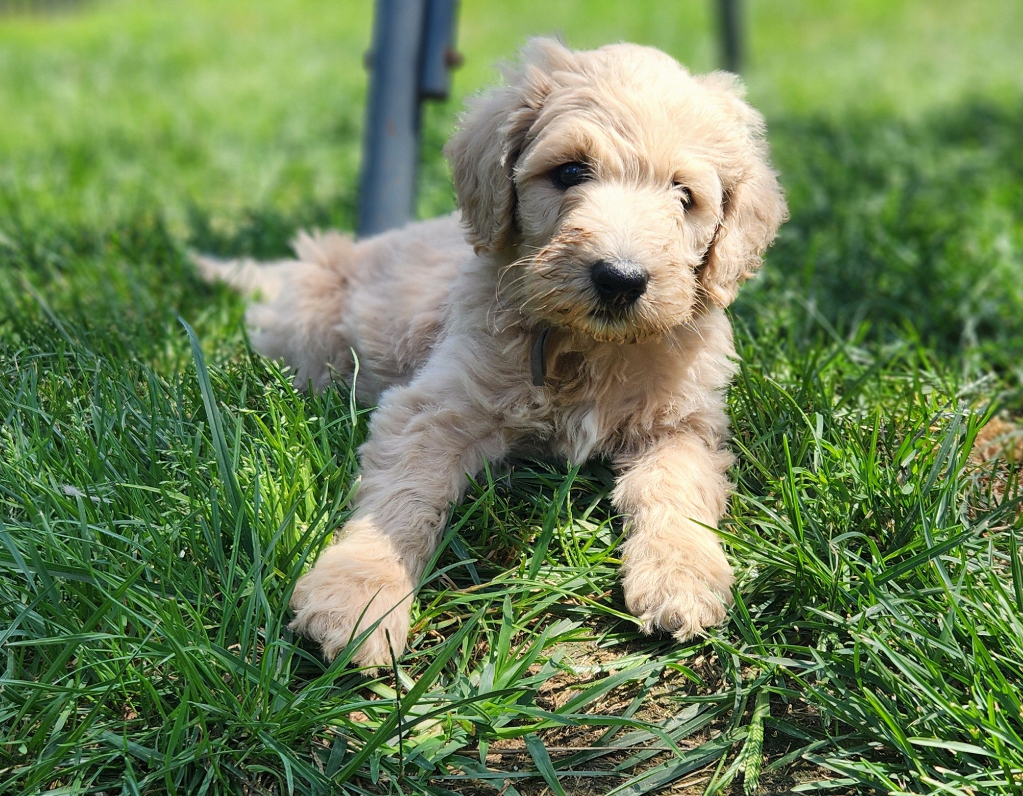 labradoodle
