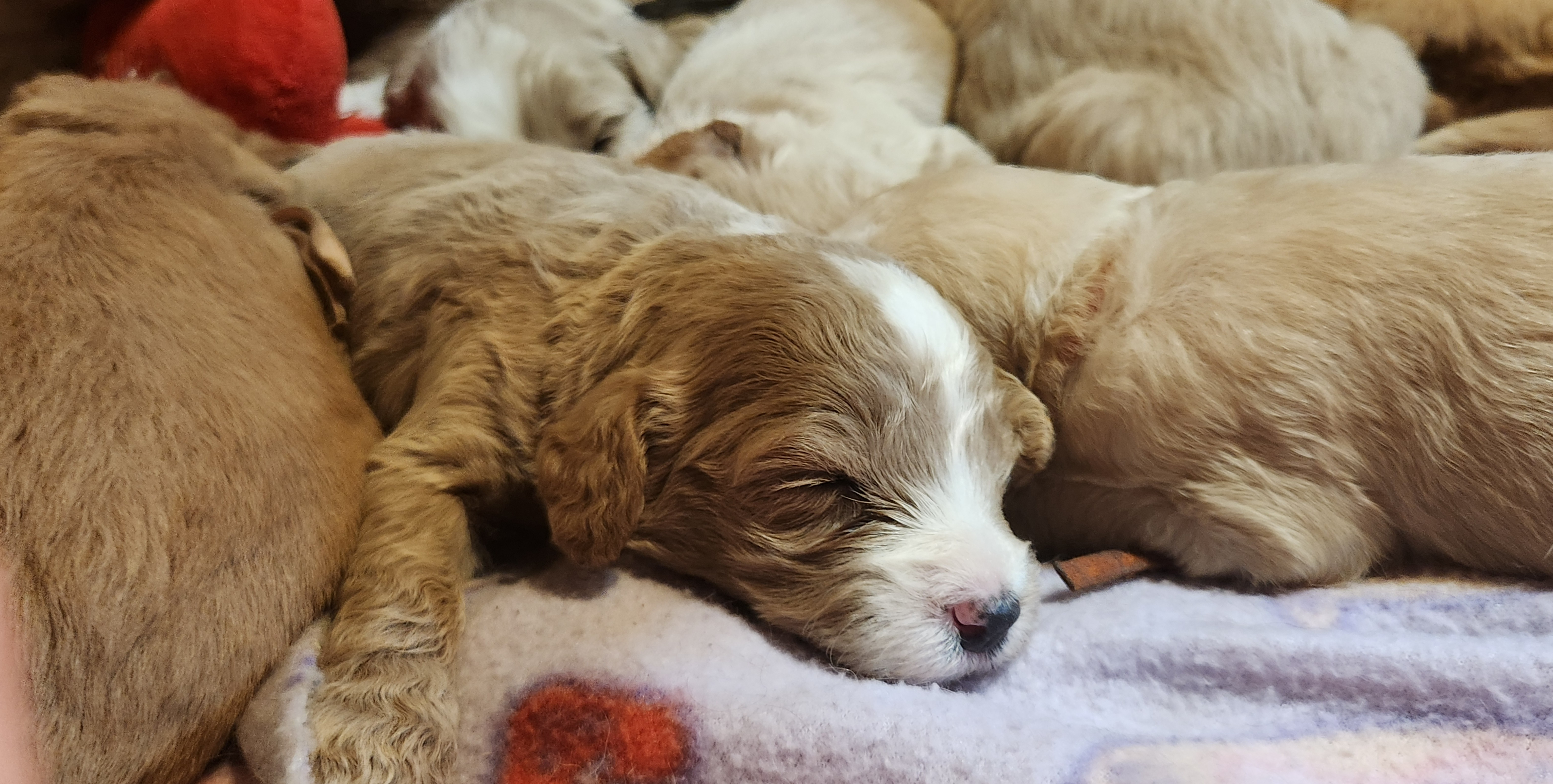 labradoodle
