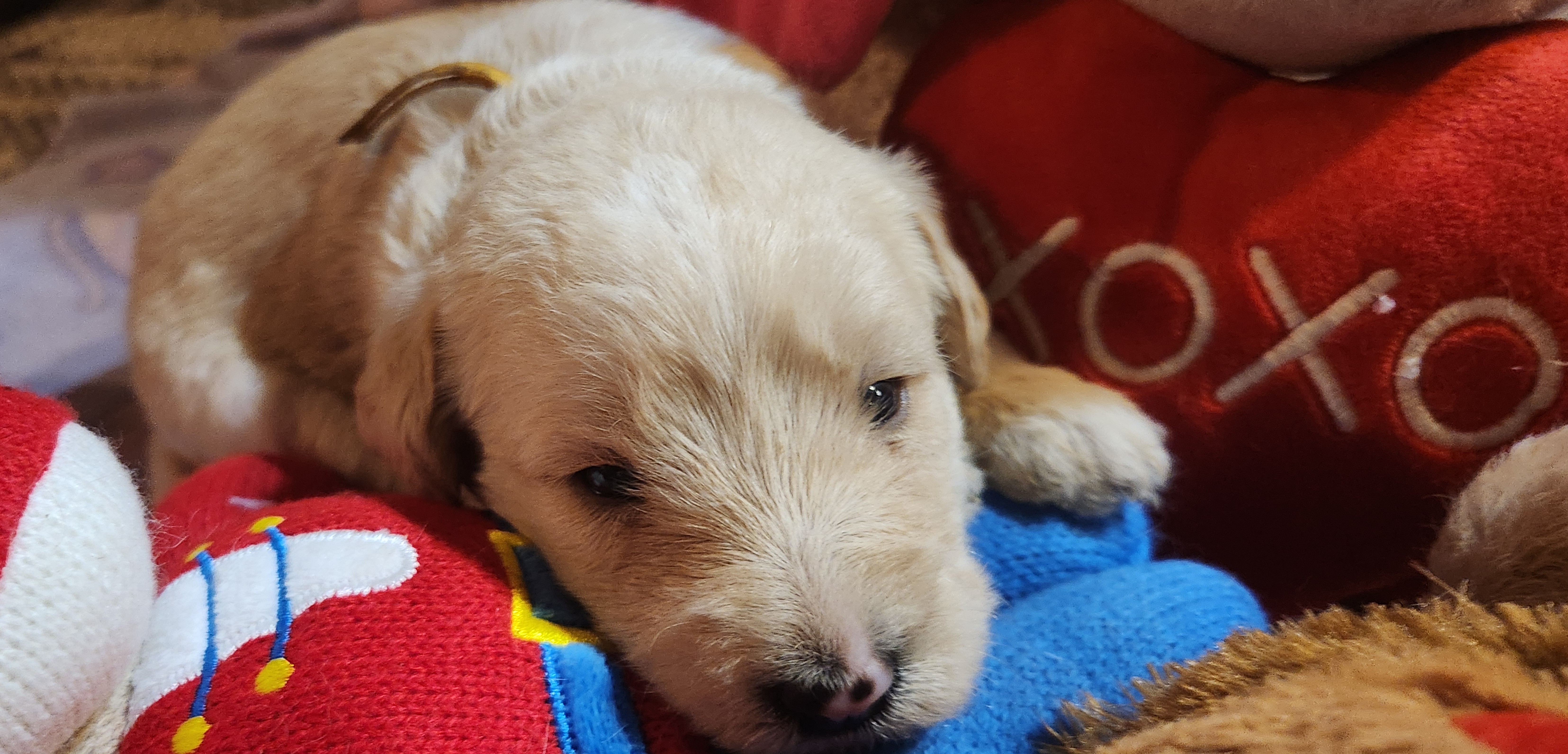 labradoodle