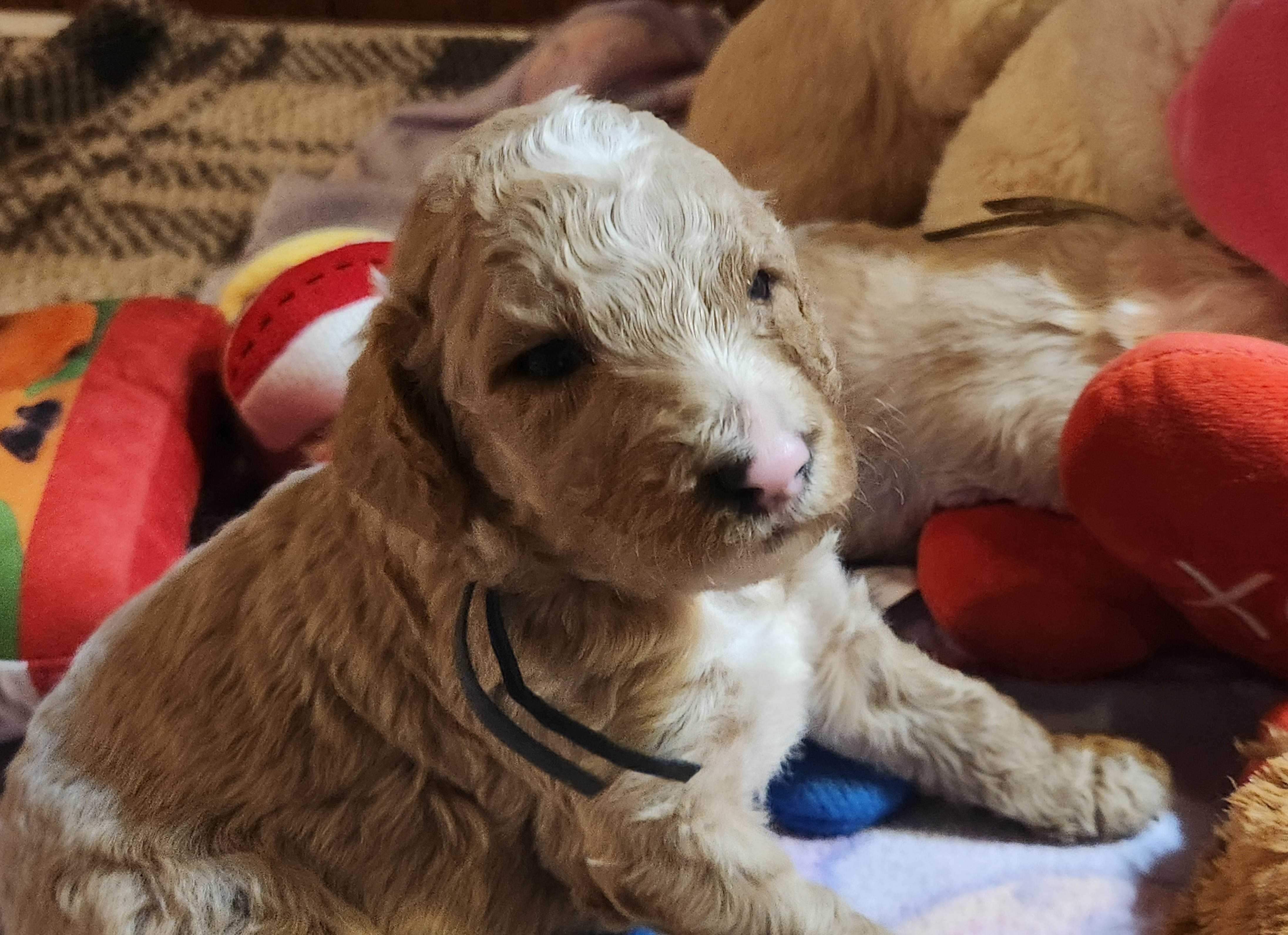 labradoodle